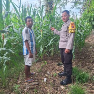 Wujudkan Ketahanan Pangan, Bhabinkamtibmas Desa Luk Beri Motivasi dan Edukasi Petani Jagung