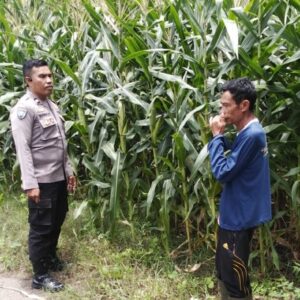 Bhabinkamtibmas Polsek Woja Pantau Lahan Jagung Warga Desa Matua, Dukung Ketahanan Pangan Nasional