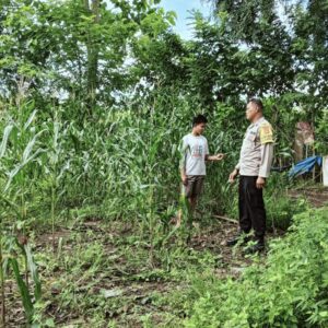 Bhabinkamtibmas Kandai Dua Pantau Lahan Jagung Warga, Dukung Ketahanan Pangan Menuju Indonesia Emas 2045