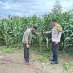 Dukung Asta Cita Ketahanan Pangan, Bhabinkamtibmas Desa Rhee Loka Sambangi Petani Jagung Hibrida