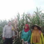 Bhabinkamtibmas Desa Saneo Pantau Lahan Jagung Warga, Dukung Ketahanan Pangan Menuju Indonesia Emas 2045