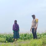 Bhabinkamtibmas Polsek Pekat Pantau Lahan Jagung Warga di Soritatanga, Dukung Ketahanan Pangan Menuju Indonesia Emas 2045
