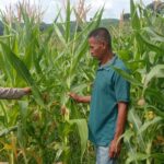 Bhabinkamtibmas Polsek Woja Pantau Lahan Jagung Kelompok Tani “WUWU DEWA”, Dukung Ketahanan Pangan Menuju Indonesia Emas 2045