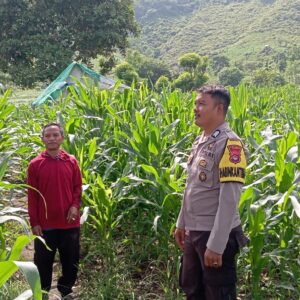 Sinergi Polisi dan Petani di Desa Soro, Lahan 2 Hektare Siap Panen 20 Ton Jagung