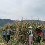 Wujud Nyata Dukungan Ketahanan Pangan, Polisi di Hu’u Dampingi dan Bantu Petani Panen Jagung