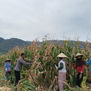 Wujud Nyata Dukungan Ketahanan Pangan, Polisi di Hu’u Dampingi dan Bantu Petani Panen Jagung