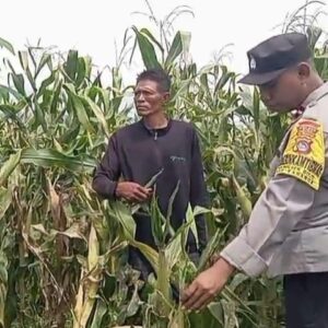 Kanit Binmas Polsek Bolo Aktif Meninjau Pertumbuhan Jagung Milik Warga di Wilayah Binaannya