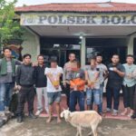 Kurang 24 Jam Unit Reskrim Polsek Bolo Meringkus 3 Sindikat Terduga Pelaku Spesialis Pencurian Hewan Ternak