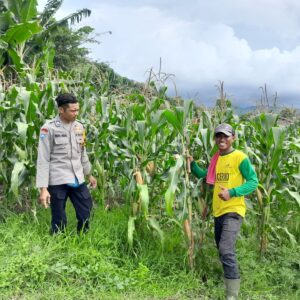 Semangat Ketahanan Pangan! Polsek Manggelewa Dampingi Petani Jelang Masa Panen