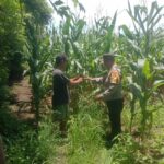 Bhabinkamtibmas Desa Rhee Pantau Langsung Pertumbuhan Jagung Hibrida Milik Warga