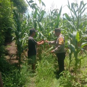 Bhabinkamtibmas Desa Rhee Pantau Langsung Pertumbuhan Jagung Hibrida Milik Warga