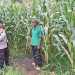 Pantau Lahan Jagung 1,5 Hektar, Polsek Kempo Perkuat Dukungan Ketahanan Pangan Menuju Indonesia Emas 2045