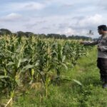 Polsek Labuapi Dampingi Petani Bagik Polak Perkuat Pangan