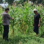 Polsek Labuapi Kawal Optimalisasi Lahan Jagung di Karang Bongkot