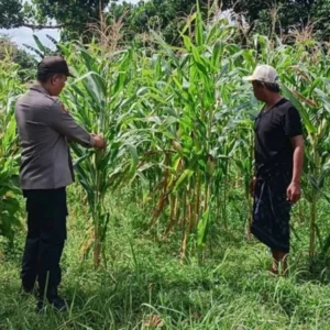 Polsek Labuapi Kawal Optimalisasi Lahan Jagung di Karang Bongkot