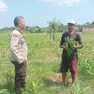 Polsek Batulayar Dorong Warga Sandik Optimalkan Lahan Demi Pangan