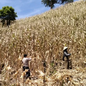 Polri Turun ke Ladang, Kawal Panen Raya Jagung 5 Ton di Sekotong demi Ketahanan Pangan Nasional
