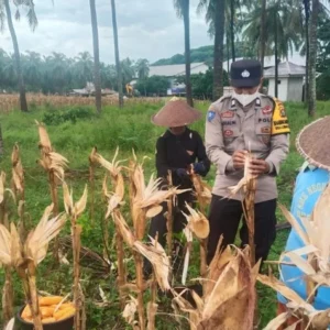 Strategi Cerdas Polsek Lembar Perkuat Ekonomi Desa, Manfaatkan Lahan Kosong demi Swasembada Pangan