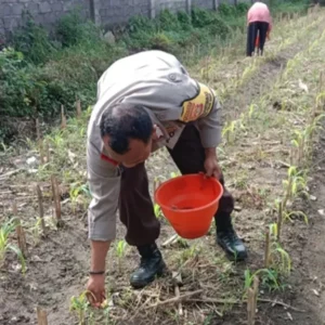 Polri Turun ke Sawah, Bhabinkamtibmas Lombok Barat Kini Jadi Motor Penggerak Kedaulatan Pangan Nasional