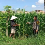 Polri Dampingi Petani Bagik Polak Barat Perkuat Ketahanan Pangan