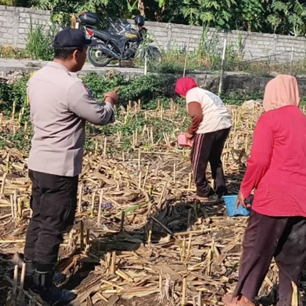 Lombok Barat, NTB – Komitmen Polri dalam mendukung agenda nasional pemerintah di sektor ketahanan pangan terus diperkuat hingga ke level akar rumput, termasuk di wilayah Desa Karang Bongkot. Pada Senin (2/3), jajaran Polsek Labuapi melalui Bhabinkamtibmas melaksanakan aksi nyata dengan melakukan sambang kewilayahan langsung ke area pertanian warga. Langkah ini diambil guna memastikan produktivitas lahan tetap terjaga serta memberikan motivasi berkelanjutan bagi para petani setempat. Kegiatan yang berlangsung di tengah hamparan lahan pertanian Desa Karang Bongkot ini bukan sekadar kunjungan formalitas. Kehadiran personel kepolisian di tengah ladang menjadi simbol kehadiran negara dalam mengawal kemandirian ekonomi masyarakat melalui sektor agraris yang menjadi tulang punggung wilayah tersebut. Upaya Mendorong Produktivitas Lahan Berkelanjutan di Desa Karang Bongkot Berdasarkan pantauan di lokasi, petugas kepolisian yang mengenakan seragam dinas lengkap tampak membaur dengan para petani yang tengah sibuk beraktivitas. Di antara sisa-sisa batang tanaman pasca-panen, terjadi dialog interaktif yang hangat antara aparat dan warga. Para petani yang membawa perlengkapan kerja seperti keranjang dan wadah kecil menyambut baik kehadiran petugas yang memberikan arahan terkait optimalisasi pengolahan tanah di area Desa Karang Bongkot. Pemerintah saat ini memang tengah menggencarkan program ketahanan pangan sebagai fondasi stabilitas ekonomi nasional. Dalam konteks lokal, peran Bhabinkamtibmas menjadi krusial sebagai jembatan informasi dan motivator bagi masyarakat agar lahan yang tersedia tidak dibiarkan tidur, melainkan dikelola secara produktif dan berkelanjutan. Kapolres Lombok Barat, Polda NTB, AKBP Yasmara Harahap, S.I.K., M.Si., melalui Kapolsek Labuapi, Iptu I Nyoman Rudi Santosa, menegaskan bahwa kehadiran Polri di sektor pertanian merupakan instruksi langsung untuk menyukseskan swasembada pangan. “Kami mengarahkan seluruh personel, khususnya Bhabinkamtibmas, untuk terus melekat dengan masyarakat petani. Tujuannya jelas, yakni memberikan pendampingan moral dan memastikan setiap potensi lahan di wilayah hukum kami dapat dimanfaatkan secara maksimal guna memperkuat ketersediaan pangan di tingkat desa,” ujar Iptu I Nyoman Rudi Santosa saat memberikan keterangan resminya. Membangun Kemandirian Ekonomi dari Tingkat Desa Lebih lanjut, Iptu I Nyoman Rudi Santosa menjelaskan bahwa ketahanan pangan yang kuat di tingkat desa akan berdampak langsung pada kesejahteraan keluarga, terutama bagi penduduk di Desa Karang Bongkot. Dengan hasil tani yang dikelola dengan manajemen yang baik, masyarakat diharapkan mampu memenuhi kebutuhan pokok secara mandiri bahkan meningkatkan pendapatan ekonomi keluarga. Dalam dialog tersebut, petugas juga menekankan pentingnya inovasi dalam bertani agar sisa lahan pasca-panen dapat segera diolah kembali untuk komoditas berikutnya. Kehadiran kendaraan dinas Polri yang terparkir di pinggir area persawahan menjadi bukti bahwa kepolisian siap menjangkau pelosok lahan demi memastikan program pendampingan di Desa Karang Bongkot ini berjalan secara maksimal dan menyeluruh. “Kami ingin para petani merasa didukung. Bukan hanya soal teknis di lapangan, tapi juga kepastian bahwa situasi keamanan tetap kondusif sehingga mereka bisa fokus dalam menggarap lahan dengan tenang,” tambah Kapolsek Labuapi tersebut. Respons Positif dan Komitmen Pengawalan Berkelanjutan Kegiatan sambang kewilayahan ini mendapatkan respons yang sangat positif dari para petani di Desa Karang Bongkot. Mereka mengaku merasa diperhatikan dengan adanya kunjungan rutin dari pihak kepolisian yang tidak segan untuk turun langsung ke area berlumpur demi berdiskusi mengenai kendala dan harapan para petani di lapangan. Respons positif ini menjadi energi tambahan bagi jajaran Polsek Labuapi untuk terus konsisten melakukan pengawalan. Ke depannya, Polri berkomitmen untuk tidak hanya memberikan motivasi, tetapi juga membantu memfasilitasi komunikasi antara petani dengan pihak terkait jika ditemukan kendala dalam ketersediaan pupuk maupun sarana produksi pertanian lainnya. Dengan sinergi yang kuat antara aparat kepolisian dan kelompok tani, diharapkan struktur ketahanan pangan di wilayah Lombok Barat, khususnya di Kecamatan Labuapi, semakin kokoh. Upaya ini menjadi bagian dari kontribusi nyata Polri dalam mendukung agenda besar pemerintah untuk menjadikan Indonesia sebagai bangsa yang mandiri secara pangan, dimulai dari penguatan di setiap desa seperti Desa Karang Bongkot.