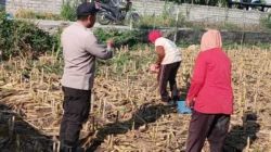 Lombok Barat, NTB – Komitmen Polri dalam mendukung agenda nasional pemerintah di sektor ketahanan pangan terus diperkuat hingga ke level akar rumput, termasuk di wilayah Desa Karang Bongkot. Pada Senin (2/3), jajaran Polsek Labuapi melalui Bhabinkamtibmas melaksanakan aksi nyata dengan melakukan sambang kewilayahan langsung ke area pertanian warga. Langkah ini diambil guna memastikan produktivitas lahan tetap terjaga serta memberikan motivasi berkelanjutan bagi para petani setempat. Kegiatan yang berlangsung di tengah hamparan lahan pertanian Desa Karang Bongkot ini bukan sekadar kunjungan formalitas. Kehadiran personel kepolisian di tengah ladang menjadi simbol kehadiran negara dalam mengawal kemandirian ekonomi masyarakat melalui sektor agraris yang menjadi tulang punggung wilayah tersebut. Upaya Mendorong Produktivitas Lahan Berkelanjutan di Desa Karang Bongkot Berdasarkan pantauan di lokasi, petugas kepolisian yang mengenakan seragam dinas lengkap tampak membaur dengan para petani yang tengah sibuk beraktivitas. Di antara sisa-sisa batang tanaman pasca-panen, terjadi dialog interaktif yang hangat antara aparat dan warga. Para petani yang membawa perlengkapan kerja seperti keranjang dan wadah kecil menyambut baik kehadiran petugas yang memberikan arahan terkait optimalisasi pengolahan tanah di area Desa Karang Bongkot. Pemerintah saat ini memang tengah menggencarkan program ketahanan pangan sebagai fondasi stabilitas ekonomi nasional. Dalam konteks lokal, peran Bhabinkamtibmas menjadi krusial sebagai jembatan informasi dan motivator bagi masyarakat agar lahan yang tersedia tidak dibiarkan tidur, melainkan dikelola secara produktif dan berkelanjutan. Kapolres Lombok Barat, Polda NTB, AKBP Yasmara Harahap, S.I.K., M.Si., melalui Kapolsek Labuapi, Iptu I Nyoman Rudi Santosa, menegaskan bahwa kehadiran Polri di sektor pertanian merupakan instruksi langsung untuk menyukseskan swasembada pangan. “Kami mengarahkan seluruh personel, khususnya Bhabinkamtibmas, untuk terus melekat dengan masyarakat petani. Tujuannya jelas, yakni memberikan pendampingan moral dan memastikan setiap potensi lahan di wilayah hukum kami dapat dimanfaatkan secara maksimal guna memperkuat ketersediaan pangan di tingkat desa,” ujar Iptu I Nyoman Rudi Santosa saat memberikan keterangan resminya. Membangun Kemandirian Ekonomi dari Tingkat Desa Lebih lanjut, Iptu I Nyoman Rudi Santosa menjelaskan bahwa ketahanan pangan yang kuat di tingkat desa akan berdampak langsung pada kesejahteraan keluarga, terutama bagi penduduk di Desa Karang Bongkot. Dengan hasil tani yang dikelola dengan manajemen yang baik, masyarakat diharapkan mampu memenuhi kebutuhan pokok secara mandiri bahkan meningkatkan pendapatan ekonomi keluarga. Dalam dialog tersebut, petugas juga menekankan pentingnya inovasi dalam bertani agar sisa lahan pasca-panen dapat segera diolah kembali untuk komoditas berikutnya. Kehadiran kendaraan dinas Polri yang terparkir di pinggir area persawahan menjadi bukti bahwa kepolisian siap menjangkau pelosok lahan demi memastikan program pendampingan di Desa Karang Bongkot ini berjalan secara maksimal dan menyeluruh. “Kami ingin para petani merasa didukung. Bukan hanya soal teknis di lapangan, tapi juga kepastian bahwa situasi keamanan tetap kondusif sehingga mereka bisa fokus dalam menggarap lahan dengan tenang,” tambah Kapolsek Labuapi tersebut. Respons Positif dan Komitmen Pengawalan Berkelanjutan Kegiatan sambang kewilayahan ini mendapatkan respons yang sangat positif dari para petani di Desa Karang Bongkot. Mereka mengaku merasa diperhatikan dengan adanya kunjungan rutin dari pihak kepolisian yang tidak segan untuk turun langsung ke area berlumpur demi berdiskusi mengenai kendala dan harapan para petani di lapangan. Respons positif ini menjadi energi tambahan bagi jajaran Polsek Labuapi untuk terus konsisten melakukan pengawalan. Ke depannya, Polri berkomitmen untuk tidak hanya memberikan motivasi, tetapi juga membantu memfasilitasi komunikasi antara petani dengan pihak terkait jika ditemukan kendala dalam ketersediaan pupuk maupun sarana produksi pertanian lainnya. Dengan sinergi yang kuat antara aparat kepolisian dan kelompok tani, diharapkan struktur ketahanan pangan di wilayah Lombok Barat, khususnya di Kecamatan Labuapi, semakin kokoh. Upaya ini menjadi bagian dari kontribusi nyata Polri dalam mendukung agenda besar pemerintah untuk menjadikan Indonesia sebagai bangsa yang mandiri secara pangan, dimulai dari penguatan di setiap desa seperti Desa Karang Bongkot.