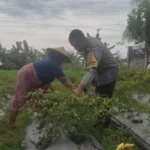 Bhabinkamtibmas Desa Kuranji Dalang Kawal Swasembada Pangan