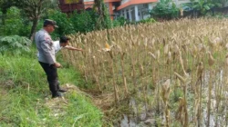 Bhabinkamtibmas Pantau Kesiapan Panen Jagung di Desa Kebon Ayu