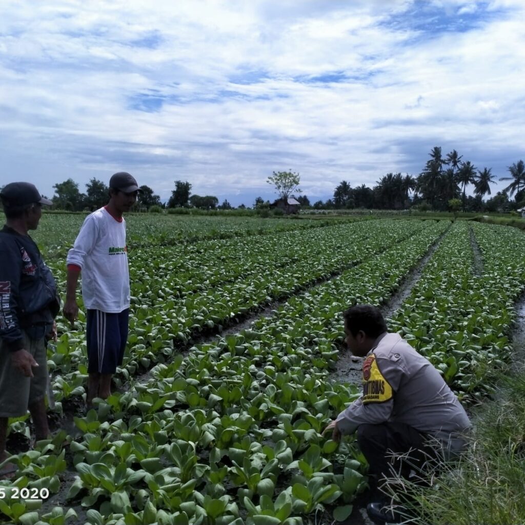 Bhabinkamtibmas Tanak Gadang Cek Lahan P2B Tanaman Potcay di Subak Tegaron