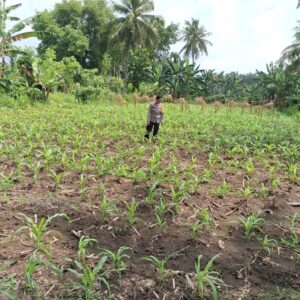 Bhabinkamtibmas Desa Tirtanadi Laksanakan Silaturahmi dan Pengecekan Tanaman Jagung Warga