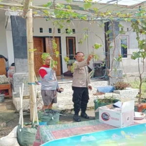 Inspiratif! Intip Cara Warga Dusun Kondak Ubah Halaman Rumah Jadi Kebun Anggur Produktif