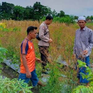 Polres Lombok Barat Dorong Diversifikasi Pangan, Warga Desa Perampuan Jaga Stabilitas Ekonomi Lewat Pertanian Terpadu