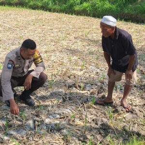 Bhabinkamtibmas Desa Sukadana Monitoring Lahan Jagung, Dukung Program Ketahanan Pangan Nasional