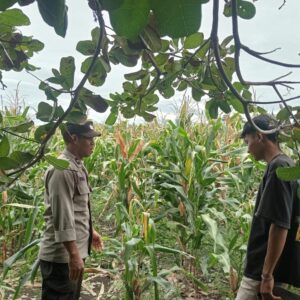 Bhabinkamtibmas Polsek Pekat Dampingi Petani Jagung, Wujud Nyata Dukungan Ketahanan Pangan Nasional