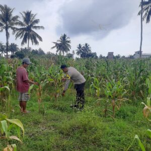 Dukung Ketahanan Pangan Nasional, Bhabinkamtibmas Polsek Pekat Pantau Lahan Jagung Warga di Kadindi