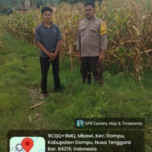 Dari Tanam Hingga Panen, Polisi di Dompu Siap Kawal Hasil Jagung Petani