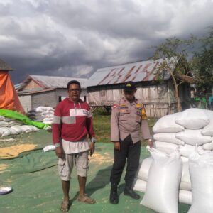Polisi Turun ke Lahan, Panen Jagung 16 Ton di Manggelewa Dipantau Bhabinkamtibmas