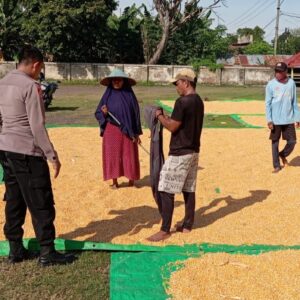 Bhabinkamtibmas Desa Konte Kawal Ketahanan Pangan, Siap Dampingi Hasil Panen Warga Hingga Gudang Bulog