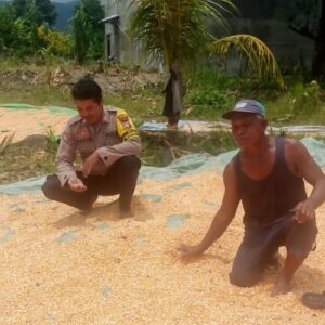 Pantau dan Dampingi Penjemuran Jagung Warga, Wujudkan Ketahanan Pangan Menuju Indonesia Emas 2045