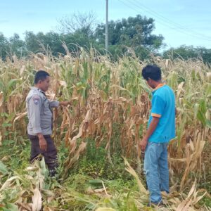 Bhabinkamtibmas Polsek Pekat Laksanakan Pemantauan Lahan Jagung, Dukung Ketahanan Pangan Nasional