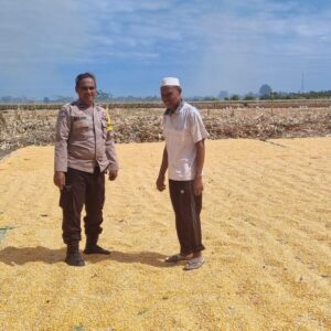 Dalam rangka mendukung Program Ketahanan Pangan Nasional menuju Indonesia Emas 2045, Bhabinkamtibmas Desa Kramat Polsek Kilo, AIPDA M. Nursalam, melaksanakan kegiatan pemantauan lahan jagung milik warga binaannya di Dusun Pali, Desa Kramat, Kecamatan Kilo, Kabupaten Dompu, Selasa (24/3/2026) pukul 10.38 Wita.  Kegiatan tersebut dilakukan pada lahan jagung milik H. Abidin (57), dengan luas sekitar 1 hektare. Tanaman jagung varietas Ruby tersebut saat ini telah memasuki usia 120 hari dan dalam proses penjemuran hasil panen. Estimasi hasil panen mencapai kurang lebih 8,5 ton.  Dalam pelaksanaannya, AIPDA M. Nursalam turut memberikan motivasi serta pembinaan kepada warga binaannya agar terus meningkatkan produktivitas pertanian. Ia juga mengimbau agar petani tetap menjaga kualitas hasil panen serta memanfaatkan lahan secara optimal guna mendukung ketahanan pangan.  “Kami mengajak para petani untuk terus semangat dalam bertani, karena sektor pertanian memiliki peran penting dalam menjaga ketersediaan pangan dan meningkatkan kesejahteraan masyarakat,” ujar AIPDA Nursalam.  Kapolsek Kilo, IPTU Rusnadin, S.H., menyampaikan bahwa kehadiran Bhabinkamtibmas di tengah masyarakat tidak hanya untuk menjaga keamanan, tetapi juga sebagai bentuk dukungan terhadap program pemerintah, khususnya di bidang ketahanan pangan.  “Melalui kegiatan pemantauan ini, kami ingin memastikan bahwa para petani mendapatkan perhatian dan pendampingan, sehingga hasil pertanian dapat maksimal dan berkontribusi bagi ketahanan pangan daerah,” ungkapnya.  Sementara itu, Kapolres Dompu AKBP Sodikin Fahrojin Nur, S.I.K melalui Kasi Humas Polres Dompu IPTU I Nyoman Suardika menegaskan bahwa jajaran Polres Dompu terus berkomitmen mendukung sektor pertanian sebagai bagian dari program strategis nasional.  “Polri akan terus hadir di tengah masyarakat untuk memberikan dukungan nyata, termasuk dalam sektor pertanian. Pendampingan kepada petani diharapkan mampu meningkatkan produksi serta memperkuat ketahanan pangan nasional,” jelasnya.  Dengan sinergi antara aparat kepolisian dan masyarakat, diharapkan program ketahanan pangan dapat berjalan optimal dan memberikan manfaat nyata bagi kesejahteraan masyarakat, khususnya di Kabupaten Dompu.