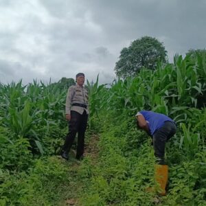 Dukung Ketahanan Pangan Nasional,Bhabinkamtibmas Buer Motivasi Petani Jagung