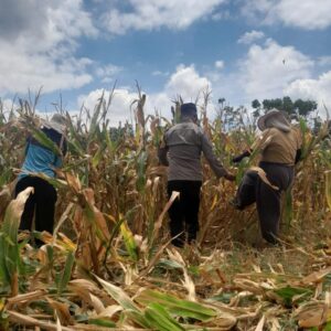Peran Aktif Bhabinkamtibmas, Panen Jagung Warga Hu’u Capai Hasil Optimal