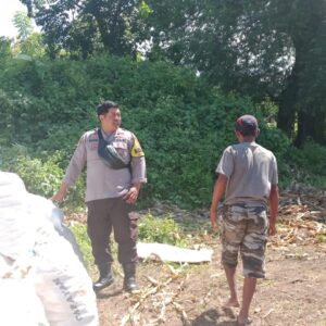 Bhabinkamtibmas Desa Pekat Pantau Panen Jagung, Perkuat Ketahanan Pangan Nasional