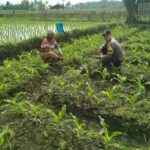 Bhabinkamtibmas Desa Kerumut Sambangi Petani Jagung di Dusun Dasan Lendang