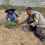 Bukan Sekadar Jaga Keamanan, Aksi Nyata Polisi di Lombok Barat Dorong Produktivitas Petani Lokal