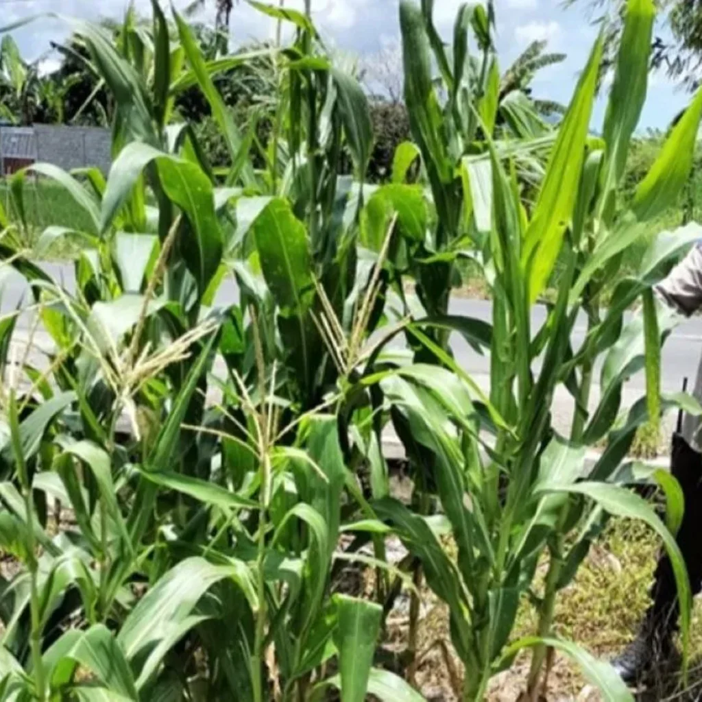 Aksi Nyata Bhabinkamtibmas Labuapi Dampingi Petani Jagung