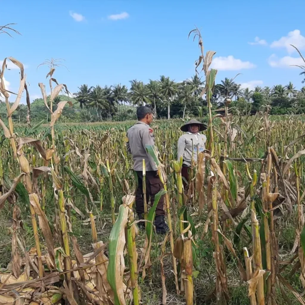 Polres Lombok Barat Dampingi Petani Jagung Desa Tempos