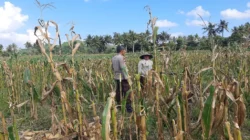 Bhabinkamtibmas Tempos Motivasi Petani Saat Panen Jagung