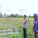 Personel Polsek Terara Sambangi Petani dan Monitoring Tanaman Cabai di Desa Sukadana